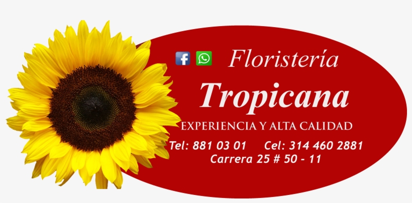 Diseño En Espiral, 24 Rosas Rojas, 12 Rosas Blancas, - Clipart Sunflower Png, transparent png #4116860