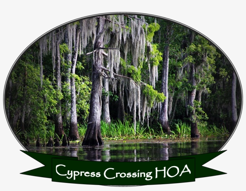 Home - Louisiana Bayou, transparent png #4116973