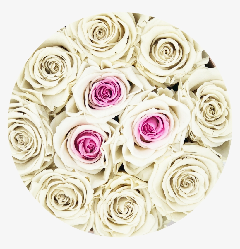 Rosas Blancas Png, transparent png #4117032
