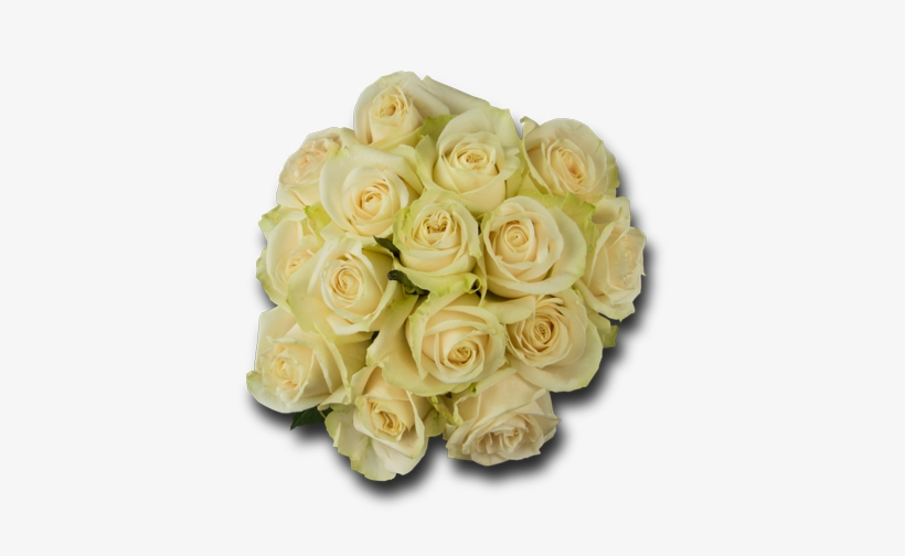 Whites - Garden Roses, transparent png #4117121