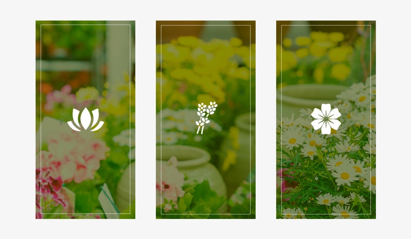 Florería Rayito De Sol Iconos - African Daisy, transparent png #4117469