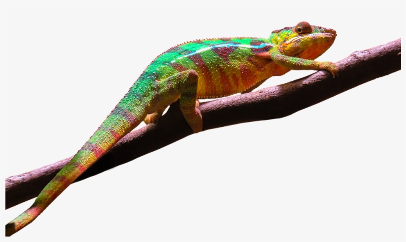 Leopard Gecko Clipart Transparent Background - Camaleão Colorido Png, transparent png #4118270