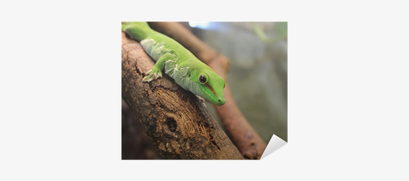 Gecko, transparent png #4118379