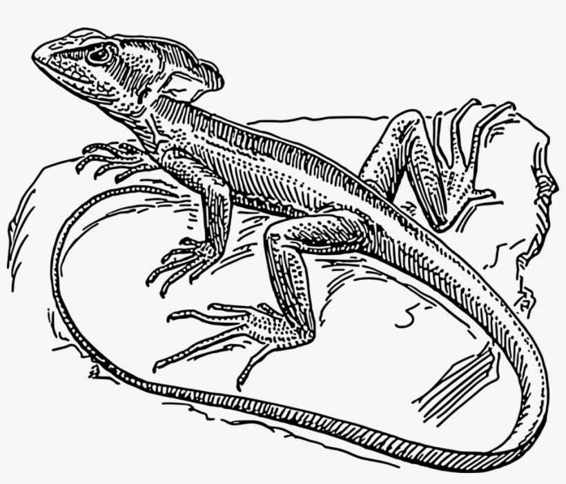Common Basilisk Plumed Basilisk Lizard Coloring Book - Lizard On Rock Drawing, transparent png #4118478