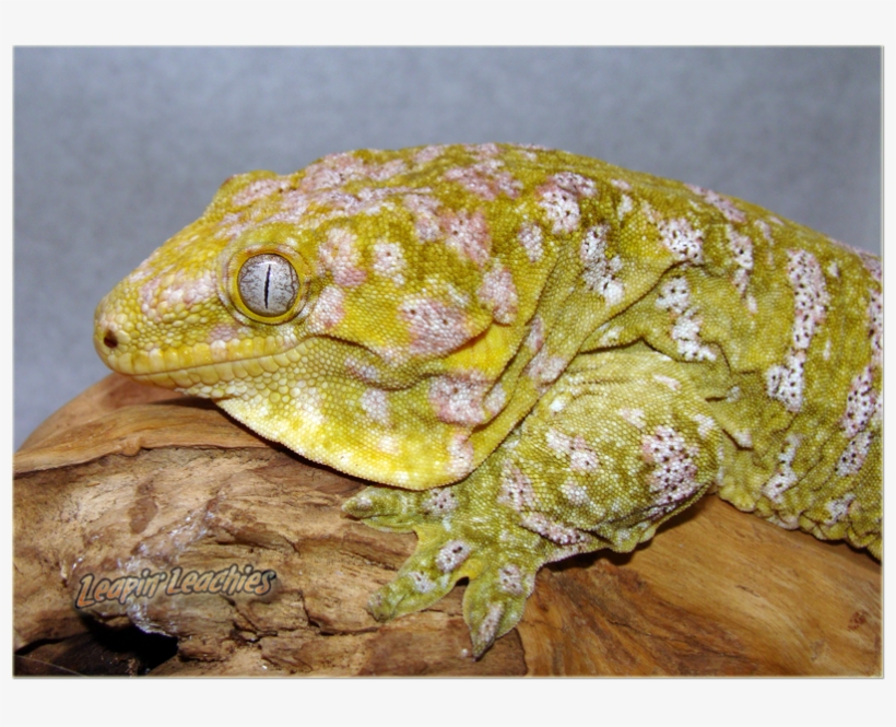 Leachie Gecko, Crested Gecko, Vivarium, Chameleons, - New Caledonia Giant Gecko, transparent png #4118643
