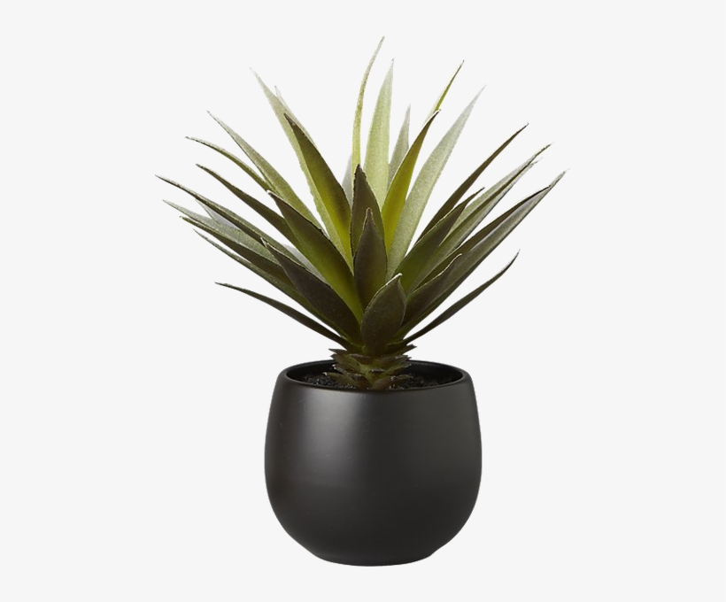 Loly, transparent png #4119315