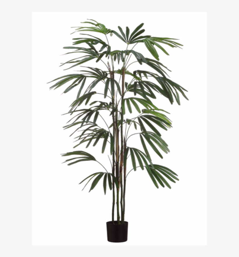 5' Rhapis Palm Tree X5 W/222 Leaves In Black Plastic - Silk Decor 5' Rhapis Palm Tree X5 W/222 Leaves In Black, transparent png #4119416