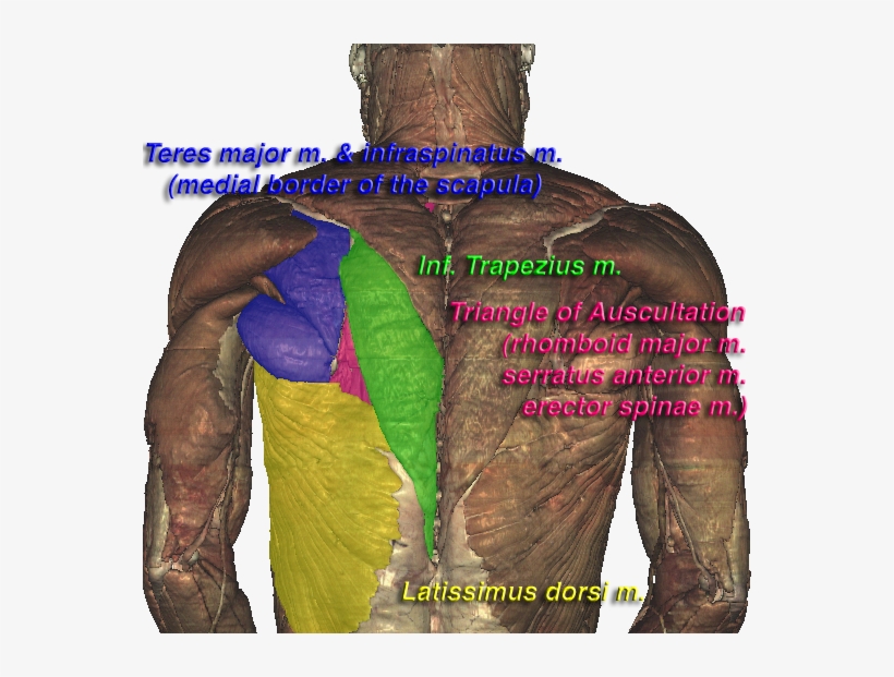 Triangle Of Auscultation, transparent png #4121419