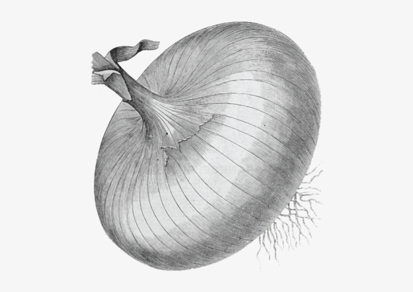 Red Onion, transparent png #4122155