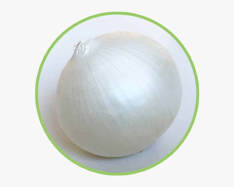 White - Onion, transparent png #4122355