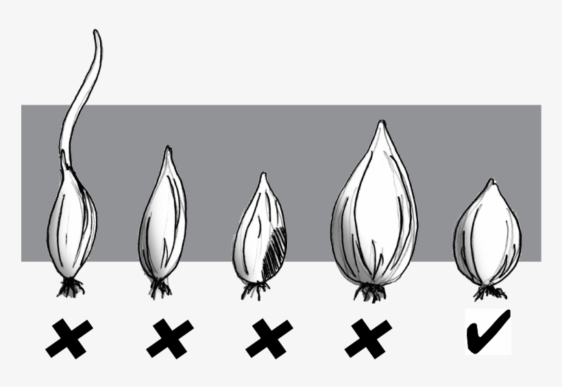 From - Grow White Onion, transparent png #4122376