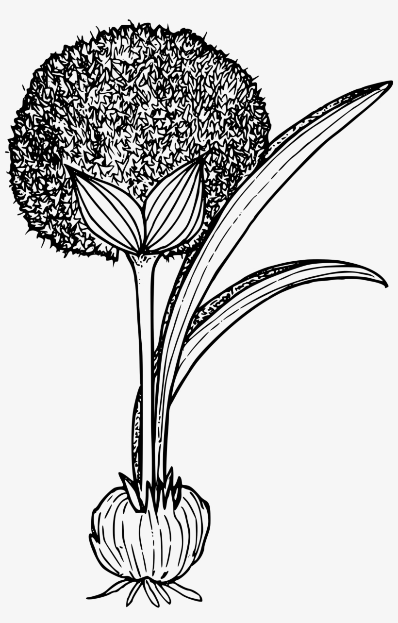 This Free Icons Png Design Of Douglas Onion, transparent png #4122432