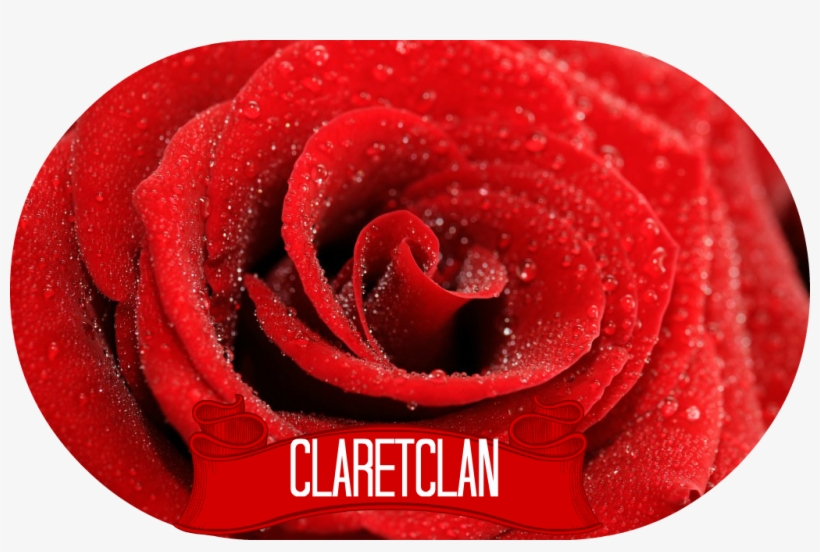 Rose Background Wallpaper 1 - Rose, transparent png #4122764