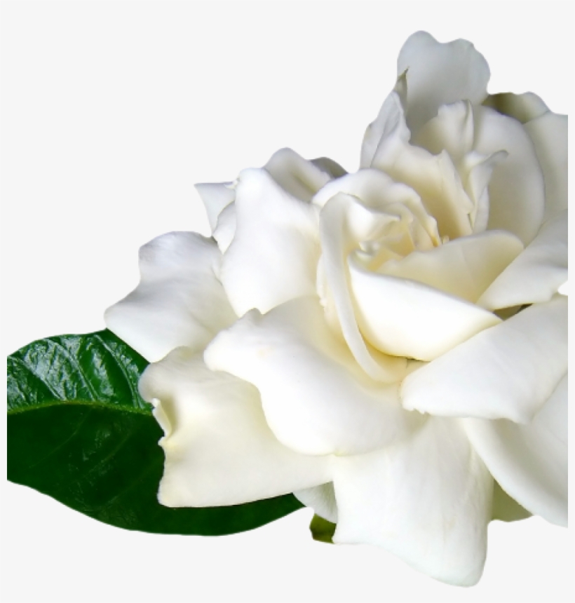 Flores Blancas Png, transparent png #4123019