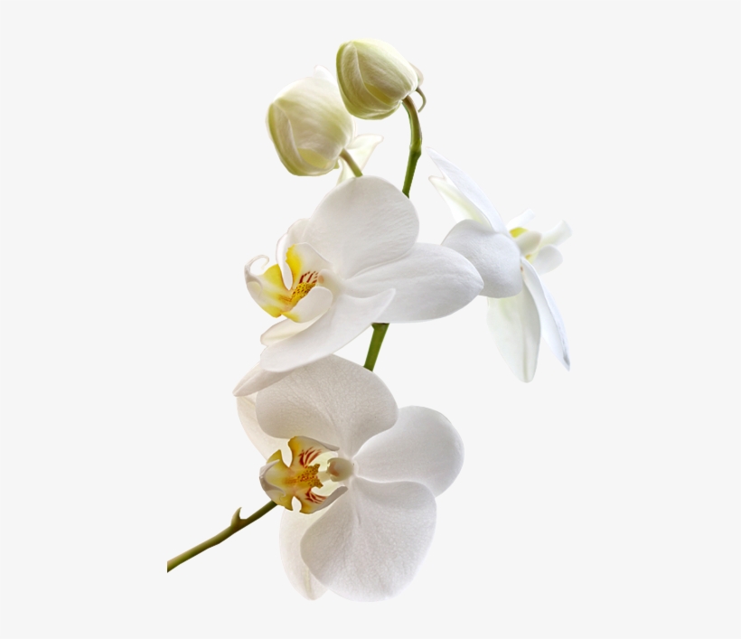 Tubes Fleurs Precioso, Pintar, Orquídeas Blancas, Flores - Orchidée Blanche Fond Transparent, transparent png #4123207