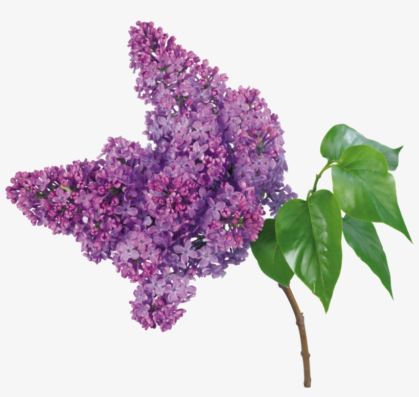 Lilacs Png, transparent png #4123272