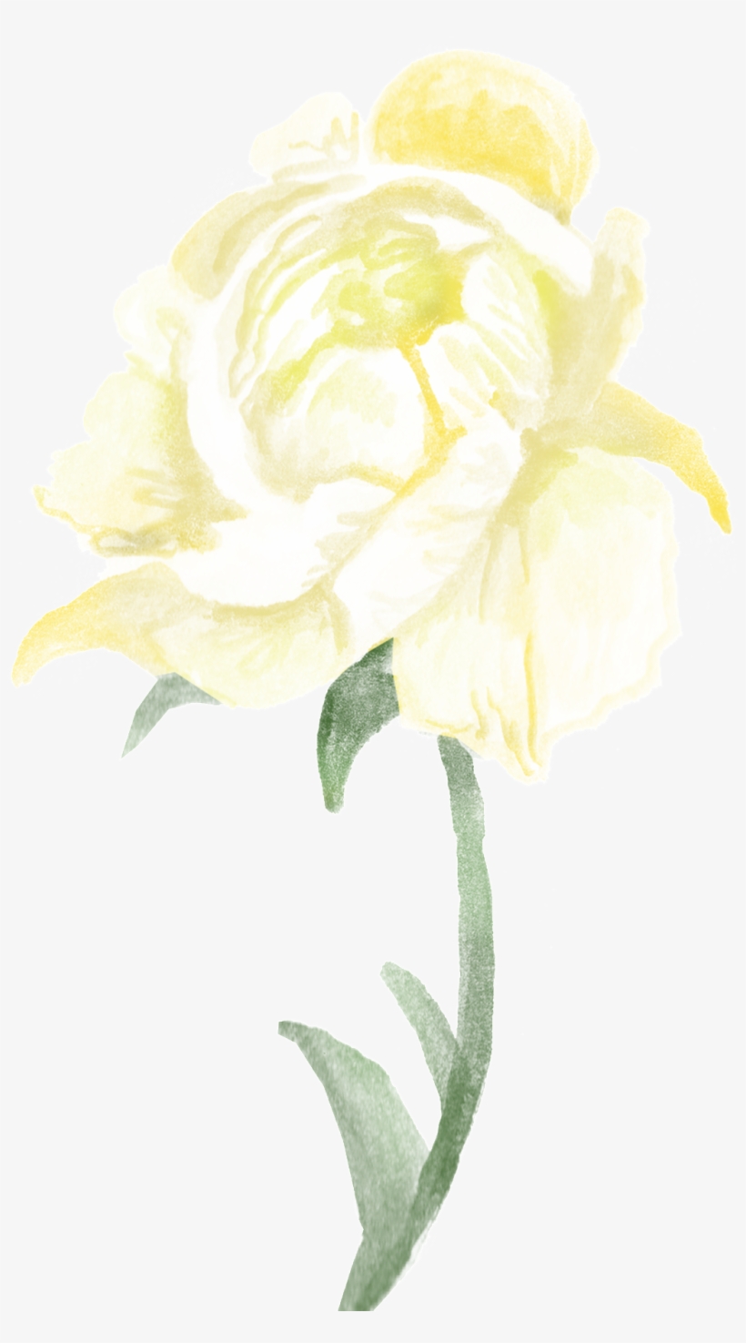 Transparente Png Ornamental Para Ramas De Flores Blancas - Garden Roses, transparent png #4123297