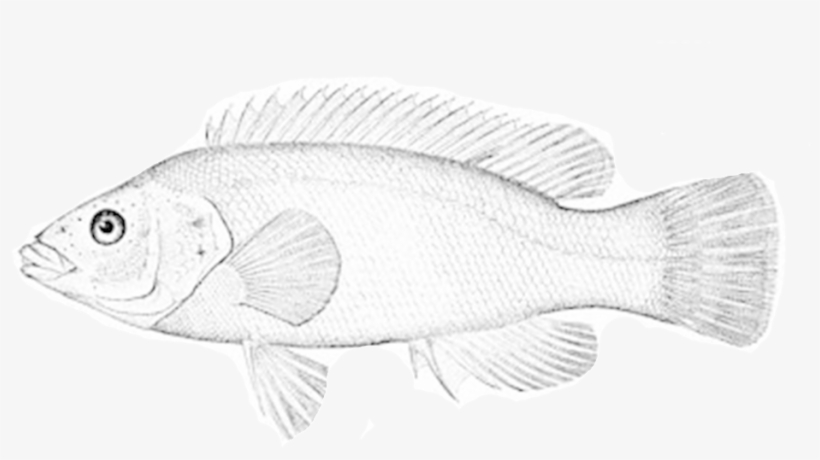 Cunner - Bergall, transparent png #4126360