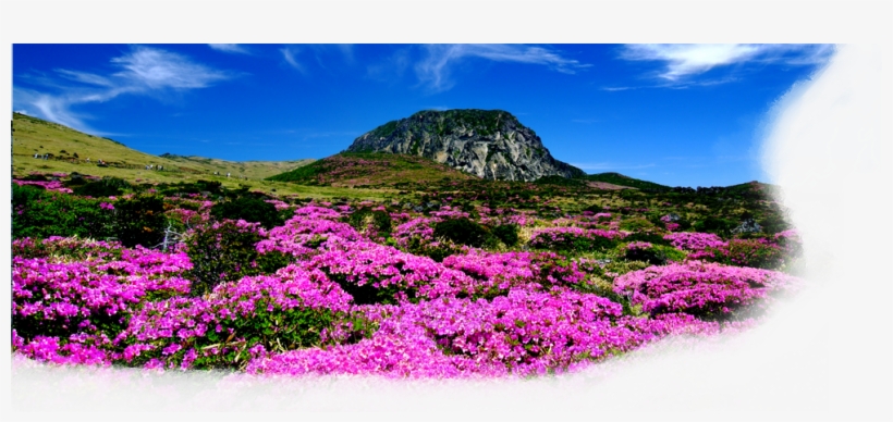 Jeju Island, transparent png #4127110