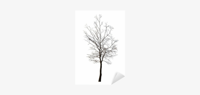 Canvas Print, transparent png #4127324
