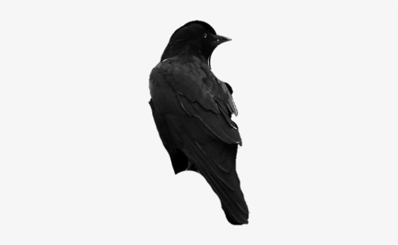 Bird Pngs - Raven, transparent png #4129150