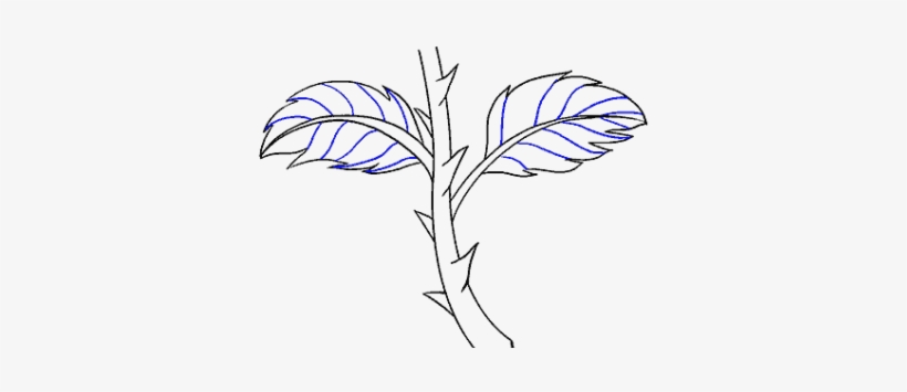 Drawn Rose Stem - Drawing, transparent png #4129276