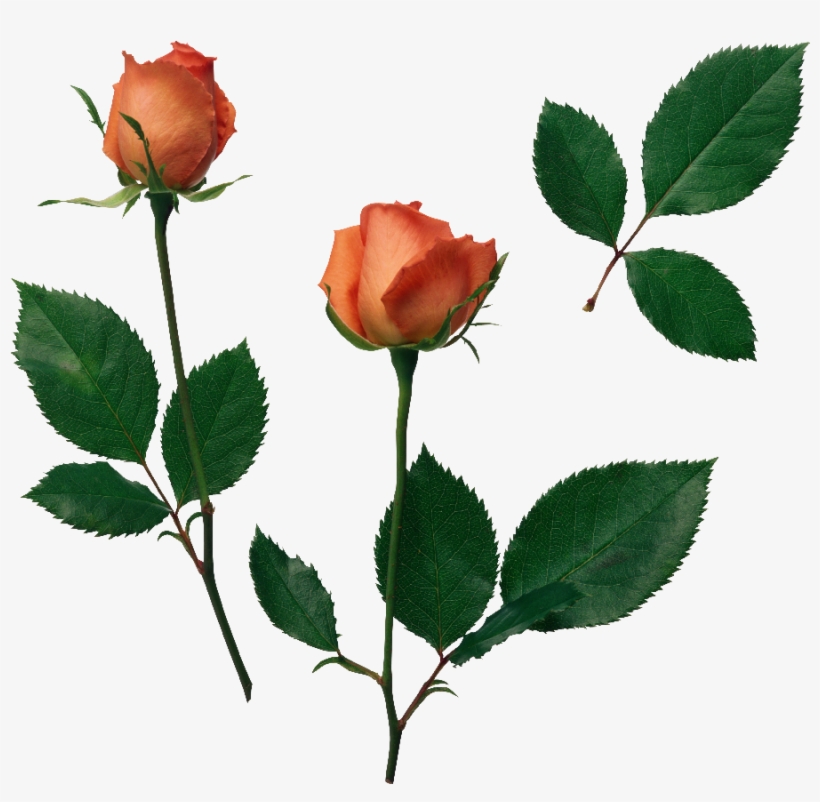 64 Images About Flower Png On We Heart It - Boa Noite De Realizacoes, transparent png #4129454