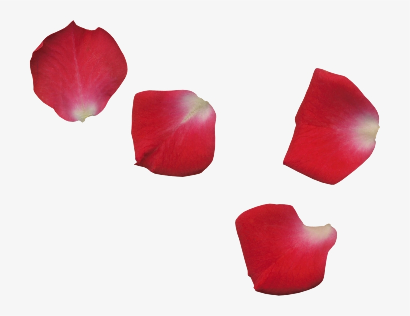 Scrap De Pétalos De Flores - Red Rose Leaf Png, transparent png #4129563