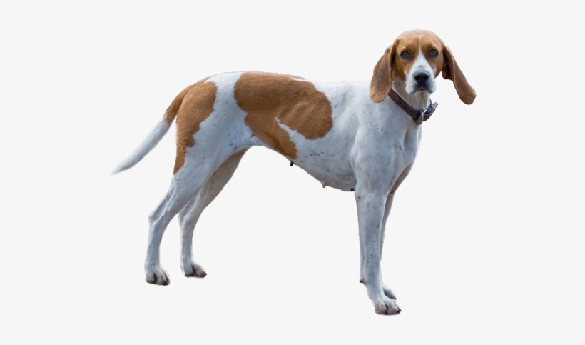 Appearance Of English Foxhound - English Foxhound Dog, transparent png #4129710