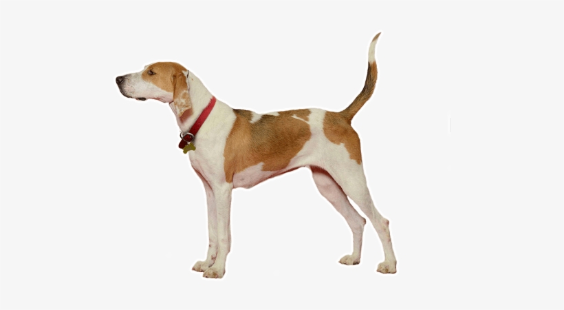 Looking For A Foxhound Puppy Or Dog In Nova Scotia - New York City, transparent png #4129744