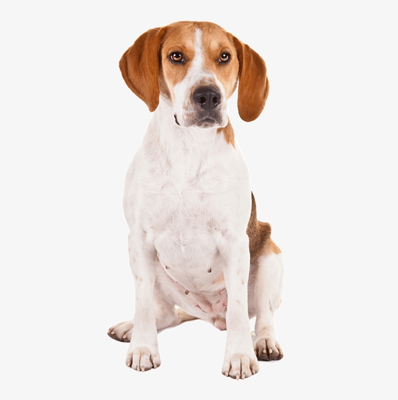 A Harrier - Dog, transparent png #4129748