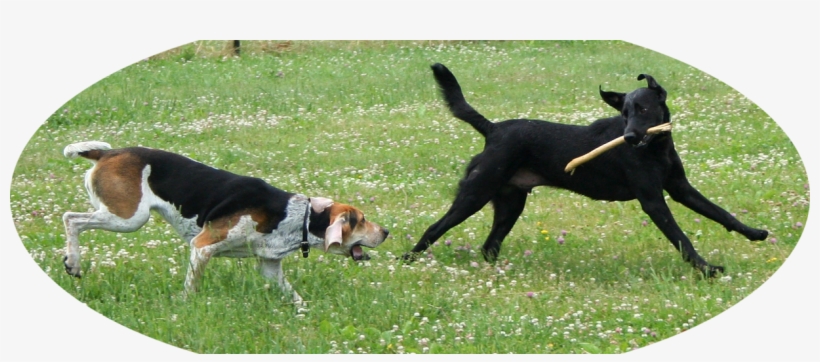 Parent Directory - American Labrador Retriever, transparent png #4129971