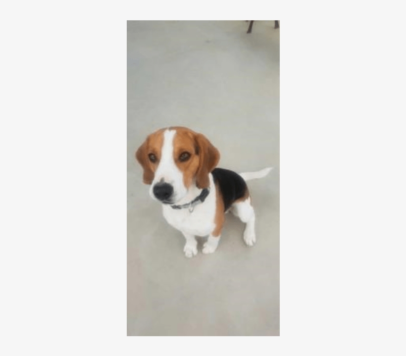 Photo Of Rocco - Beagle-harrier, transparent png #4130212