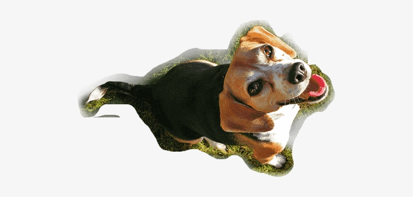 Dog Center - Hamiltonstövare, transparent png #4130237