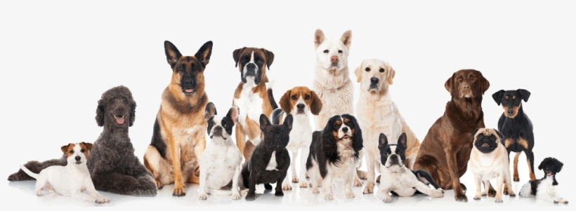 Kindness Animal Hospital - Dog A Lot, transparent png #4130446