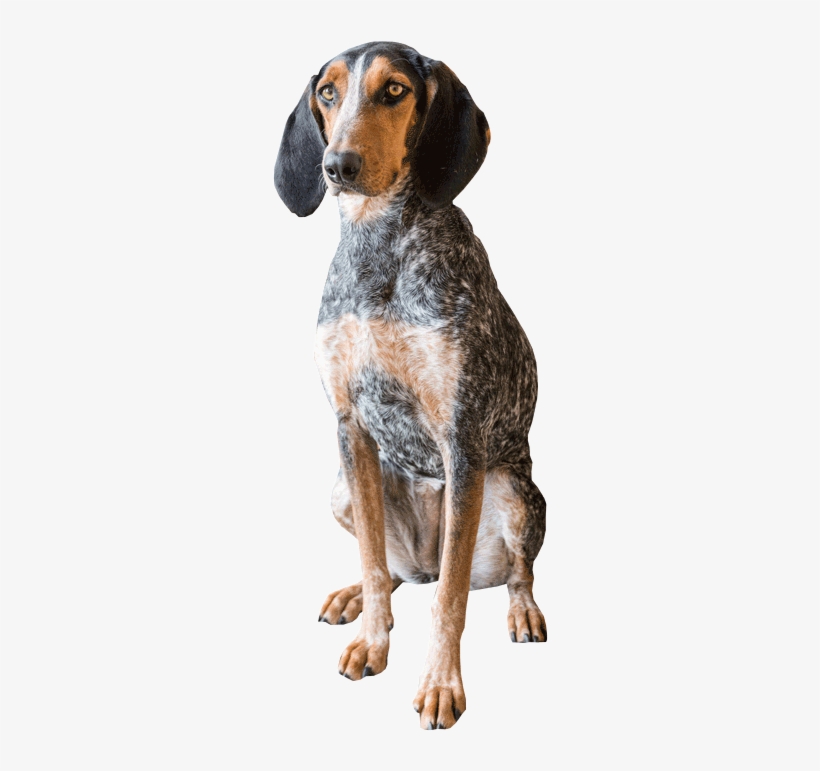 Gifts Of Stocks And Bonds - Planned Giving, transparent png #4130629
