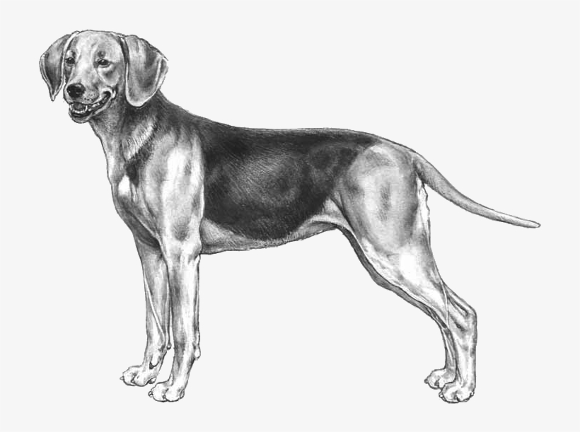 Schiller Hound, transparent png #4130674