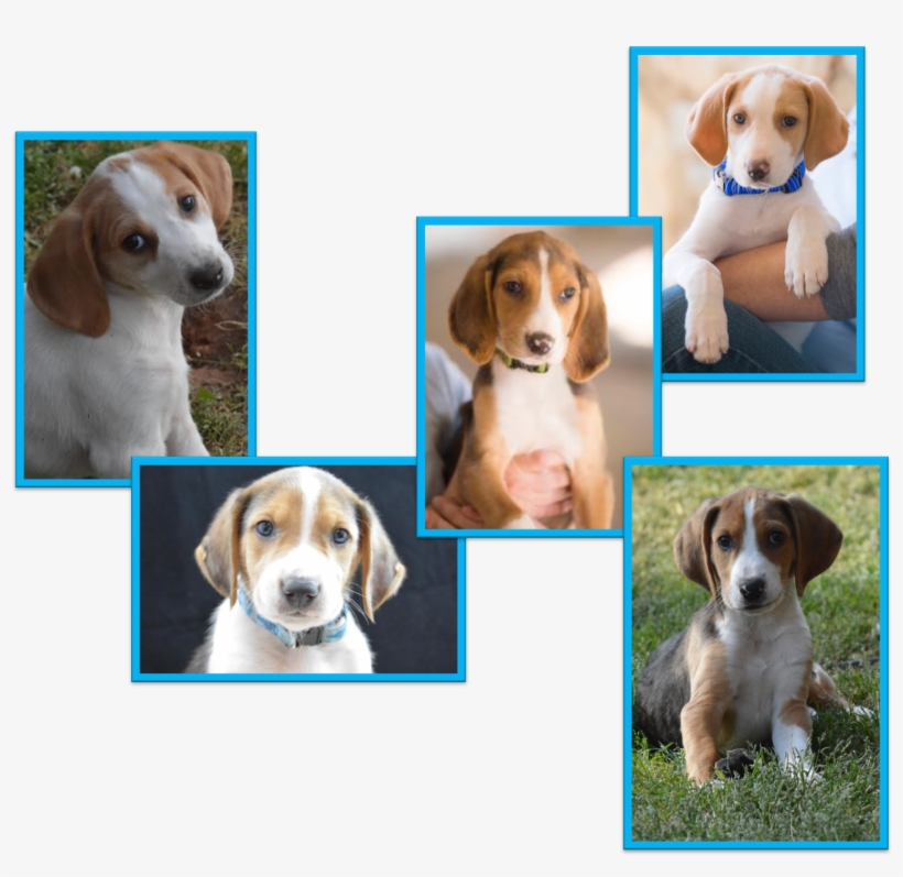 June 4, Adoption Fair - Beagle, transparent png #4130860