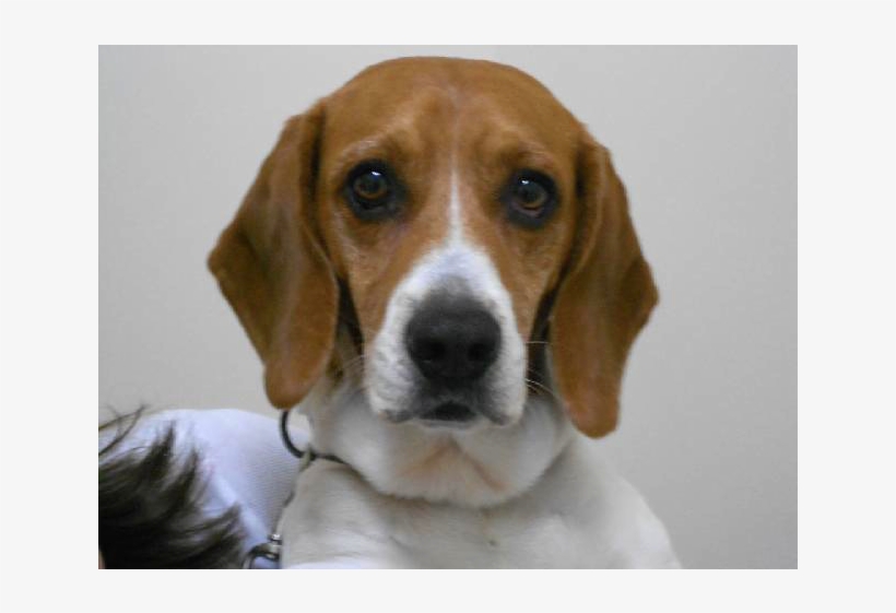 Cashua Veterinary Care, transparent png #4131011