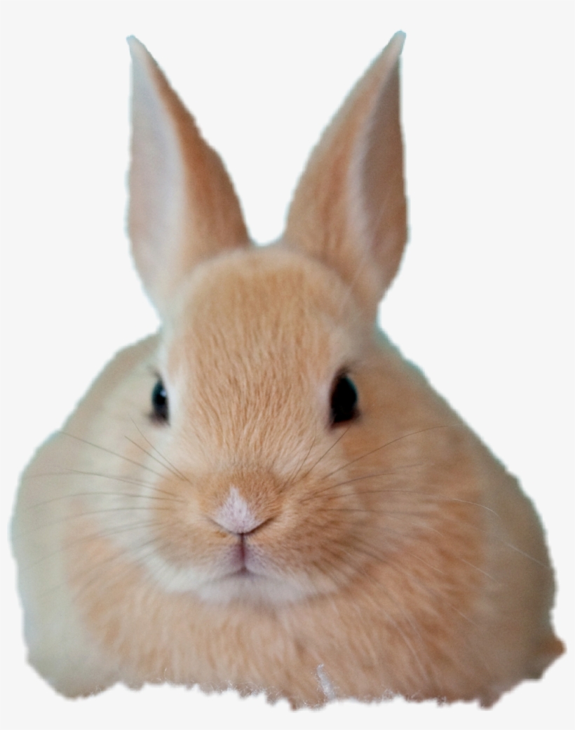 Babybunny Freetoedit Baby Bunny Babybunny Picsart Brus - Rabbit, transparent png #4132327