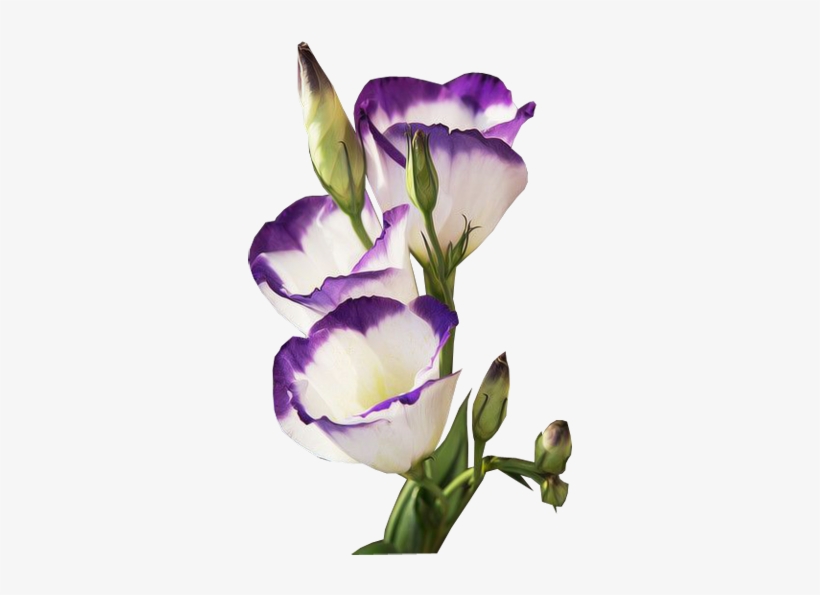 Explore Light Texture, Cover Pics And More - Lisianthus, transparent png #4132905