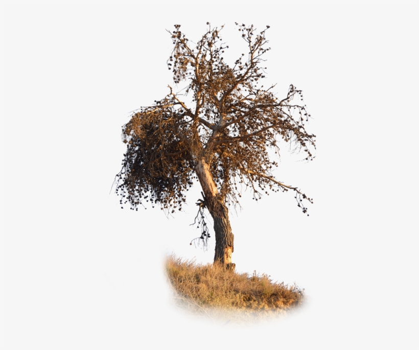 Png,pine,dry,pine Dry,brown,dry Branches,dried Leaves - Seco Png, transparent png #4132985