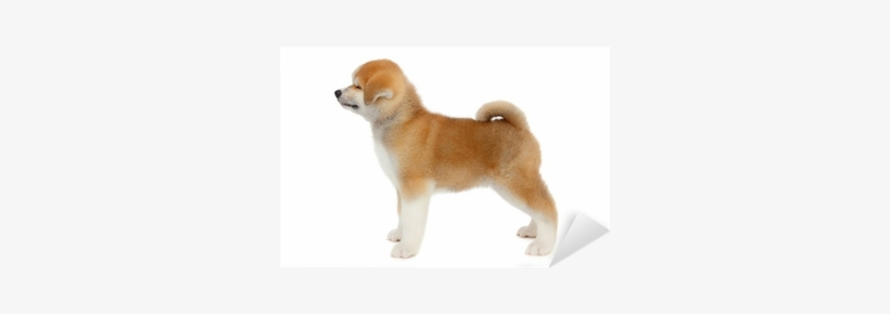 Pat Dog, Young Akita Inu Puppy Dog At White Background - Dog, transparent png #4133043