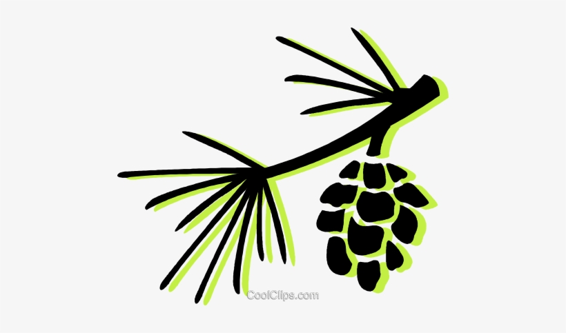 Pine Leaves And Pinecone, transparent png #4133050