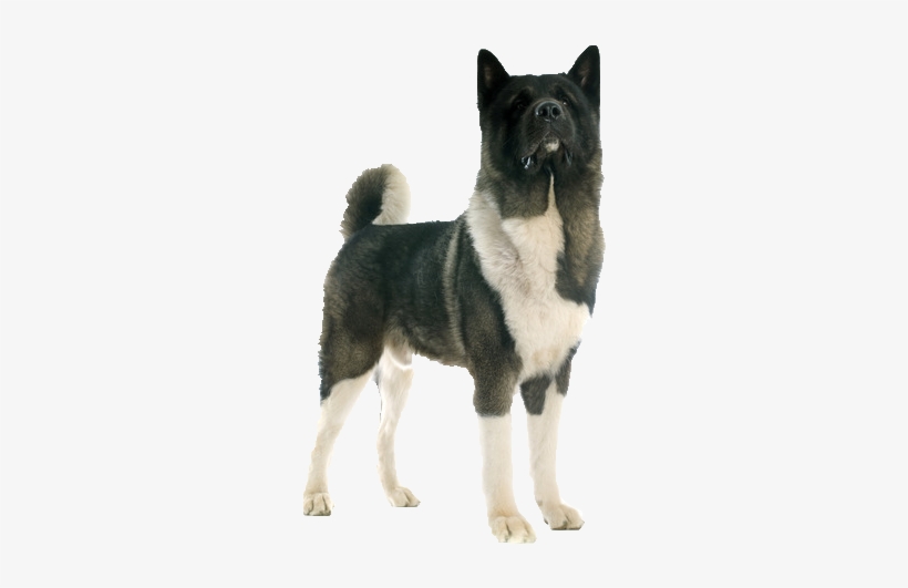Beds, Collars And Accessories - Akita Transparent, transparent png #4133075