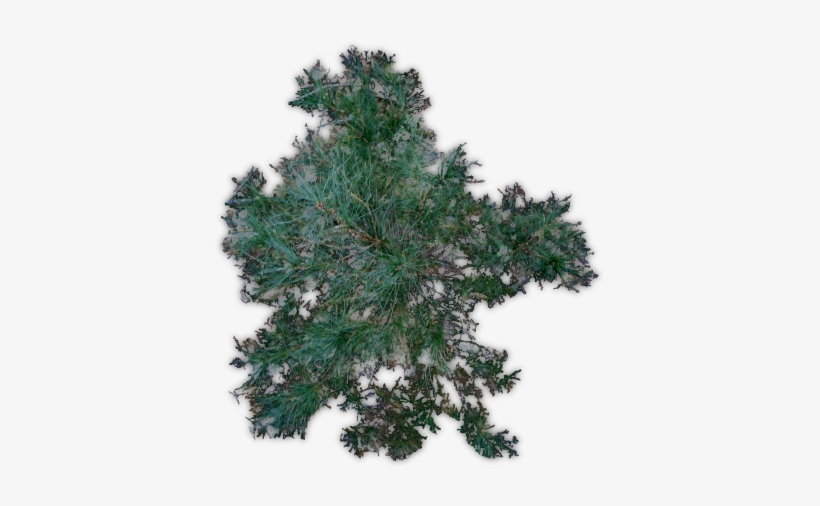 Pine Jhd-c - Terrain, transparent png #4133154