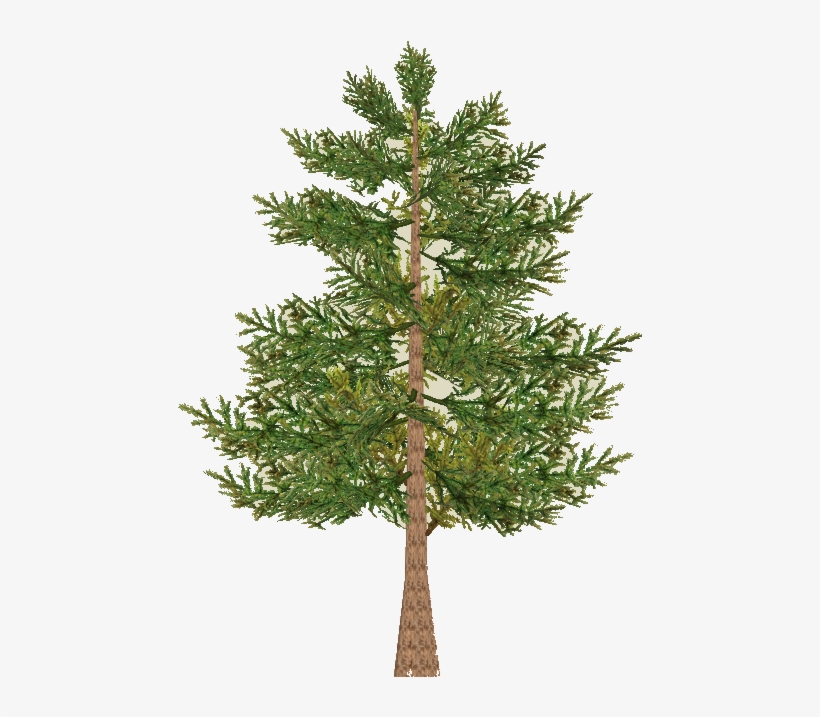 Pine Tree Branch Png Download - Red Pine, transparent png #4133341