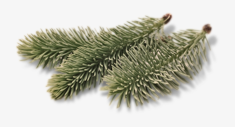 Book A Tour - Two Needle Pinyon Pine, transparent png #4133456