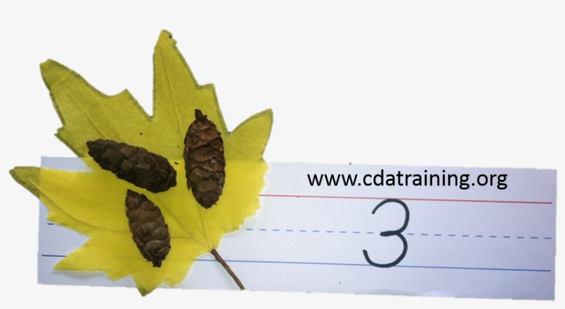 Math With Leaves And Pine Cones - Maple Leaf, transparent png #4133459