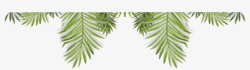 All Year Round Al Fresco Fun - Attalea Speciosa, transparent png #4133553